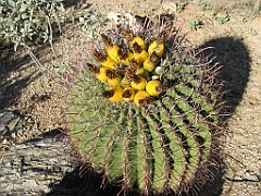 117 Saguaro National Park